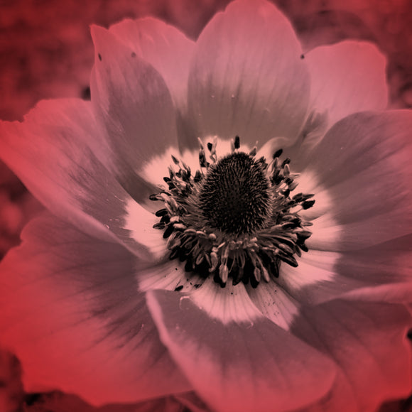 red anemone digitally-printed fabric