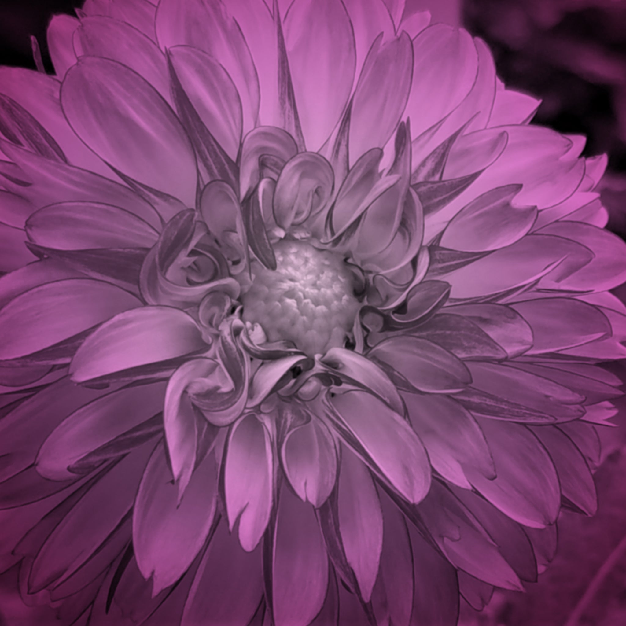 ＊Dahlia＊ページ 40+ Seeds-Decorative Dahlia Double Jill #D084 – PEMDASGARDEN
